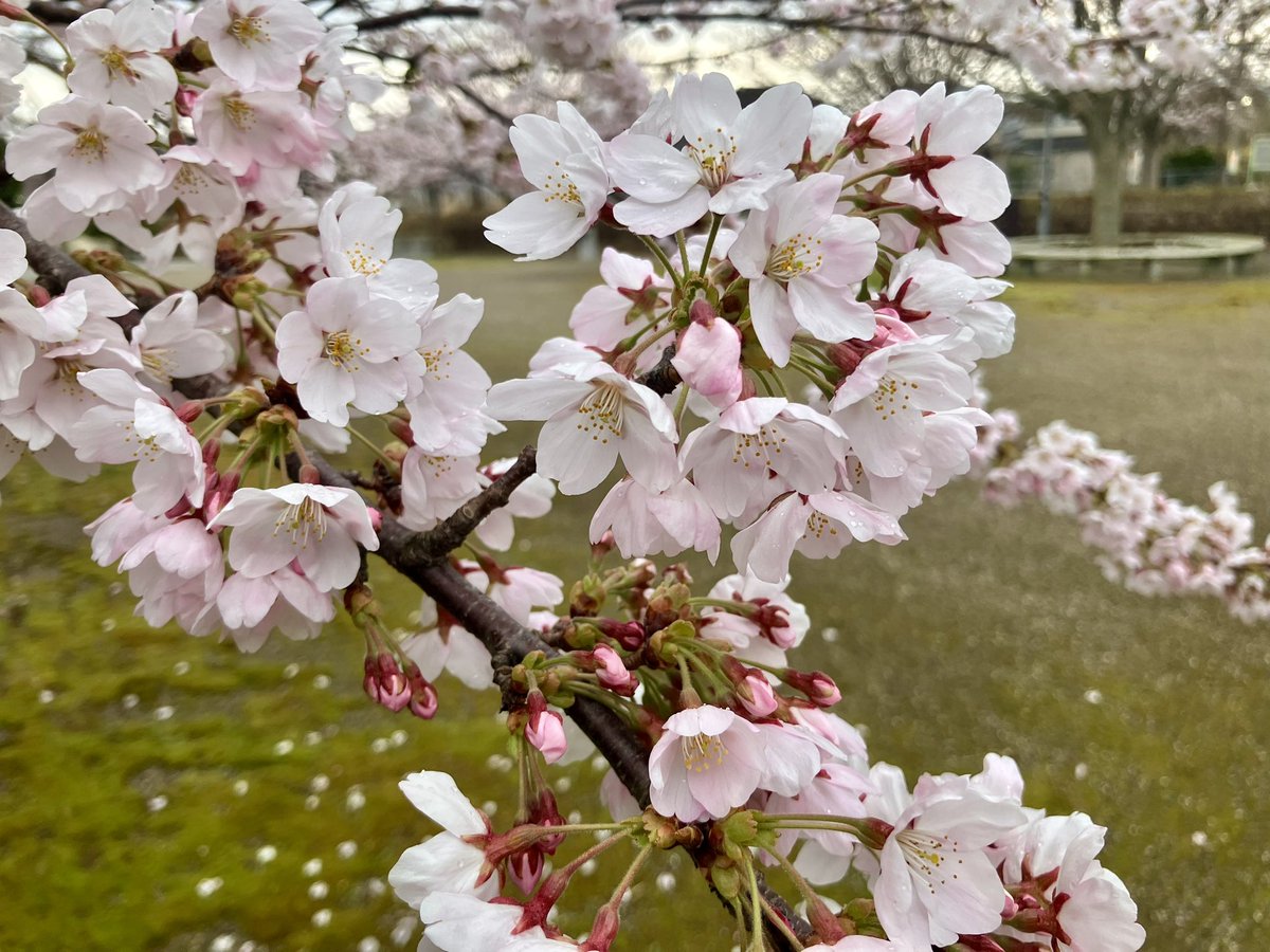 超神ネイガー tweet media