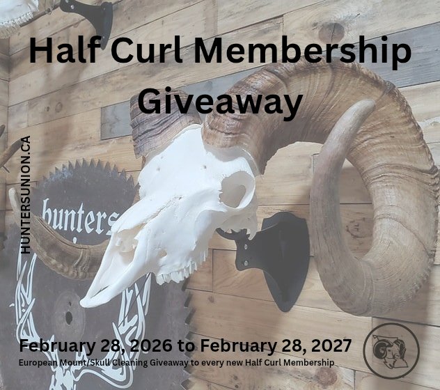 wildsheepbc's tweet photo. Hunters Union Half Curl Giveaway 

We’re proud to support the future of wild sheep conservation.

From February 28, 2026 to February 28, 2027, every new Half Curl Youth Life Membership will receive a European Mount/Skull Cleaning from Hunters Union.

https://t.co/aGWmlod0Fj https://t.co/cYbYK7VfTa