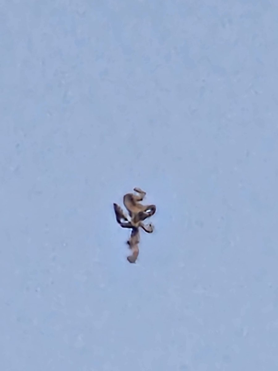 happymamma36's tweet image. Hi can you help me.understand what it is that was flying over our heads then just shot up into the atmosphere. No engine, not a balloon or a kite #uk #whatisit #ufo