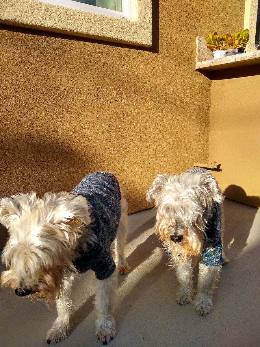 🇺🇸 🐾🌈Angel Cookie & 🌈Angel Muffin🐾 🇺🇸 tweet media