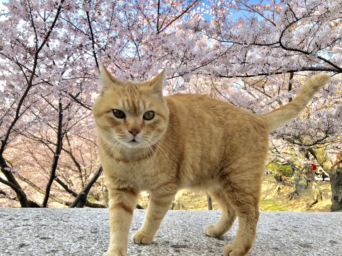 尾道市立美術館 tweet media