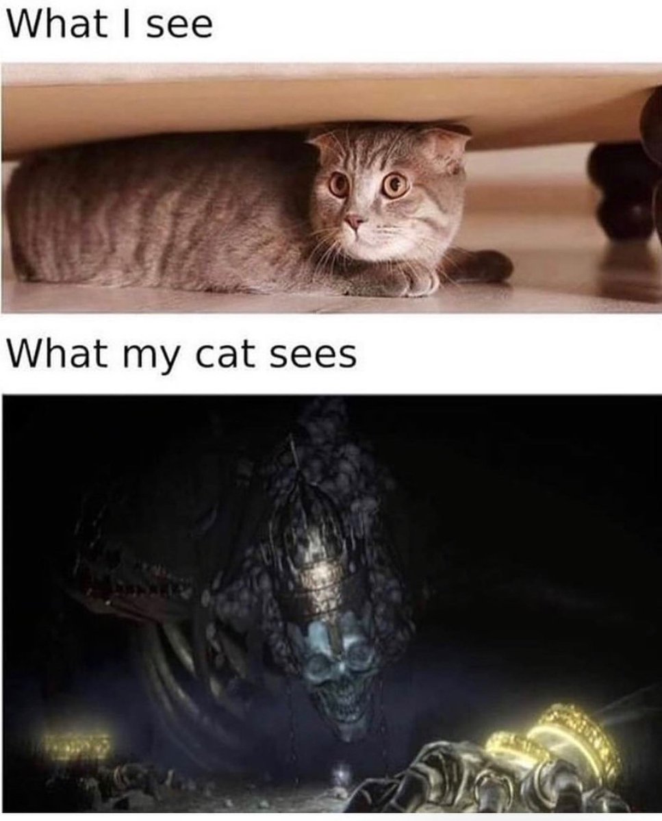 Punch Cat tweet media