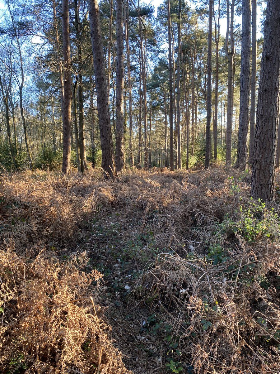 V4L3NTINOO tweet media