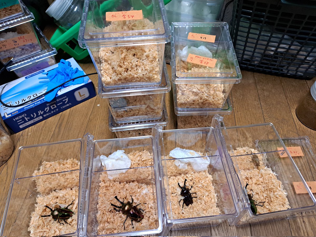 くりさん tweet media