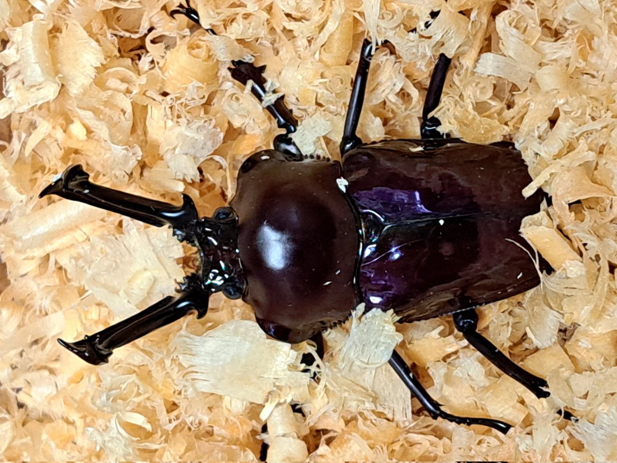 くりさん tweet media