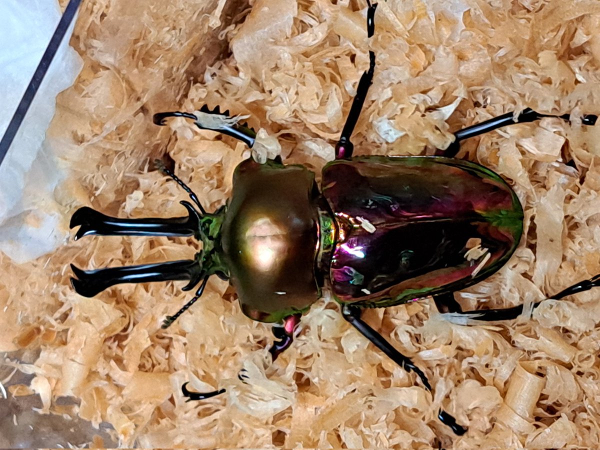 くりさん tweet media