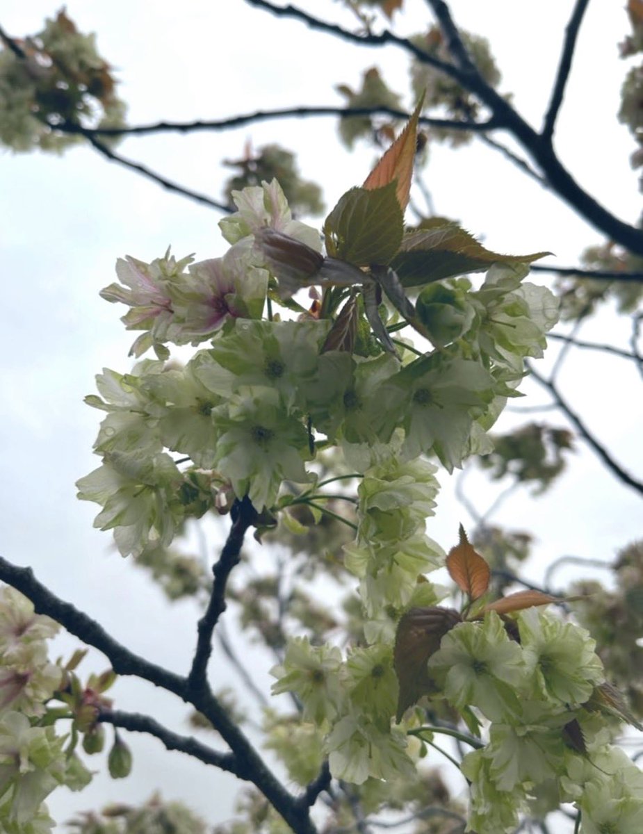 冥夢 meimu tweet media