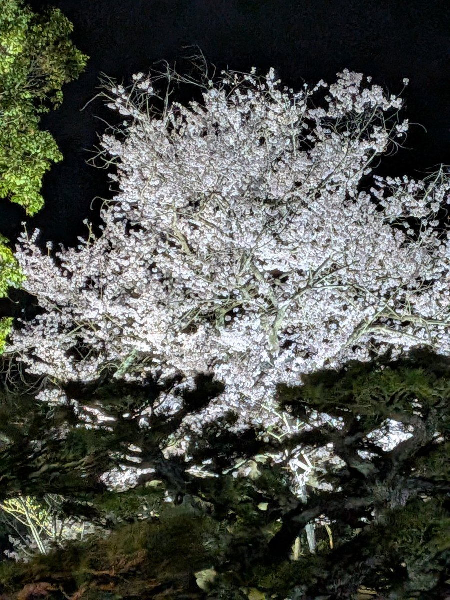 kong1012's tweet photo. 夜桜っす　#栗林公園 https://t.co/xA8GTPZ8et