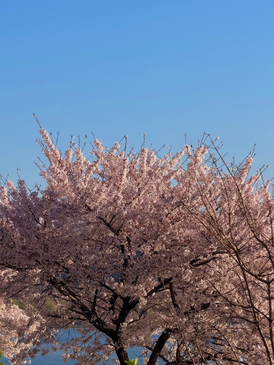 ham 💬 tweet media