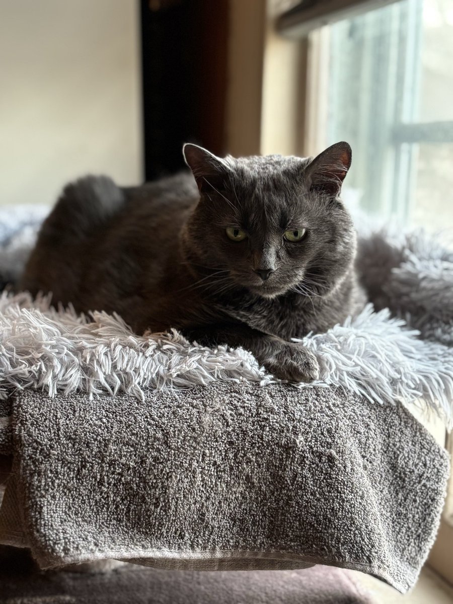 Elizabeth Bramon tweet media