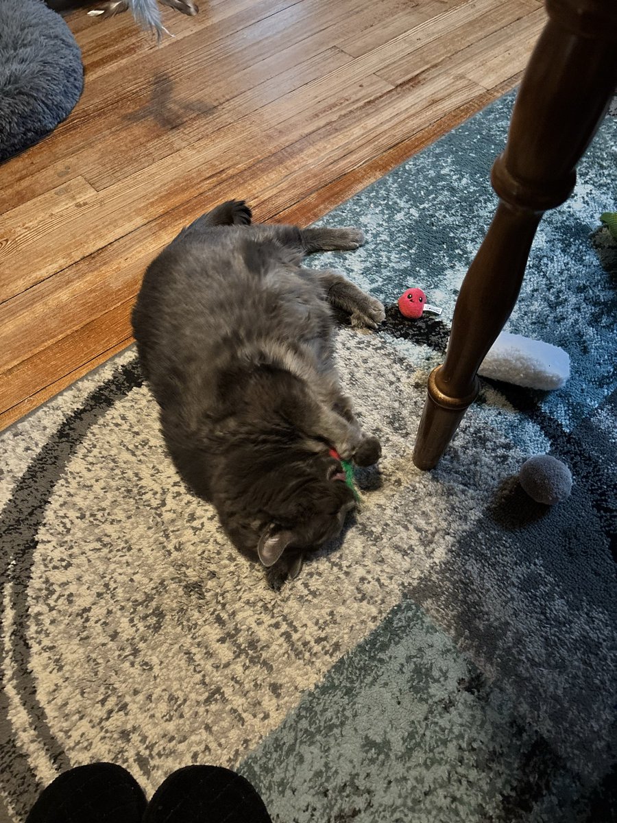 Elizabeth Bramon tweet media