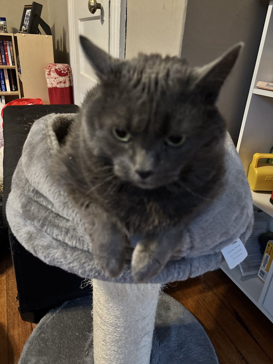 Elizabeth Bramon tweet media