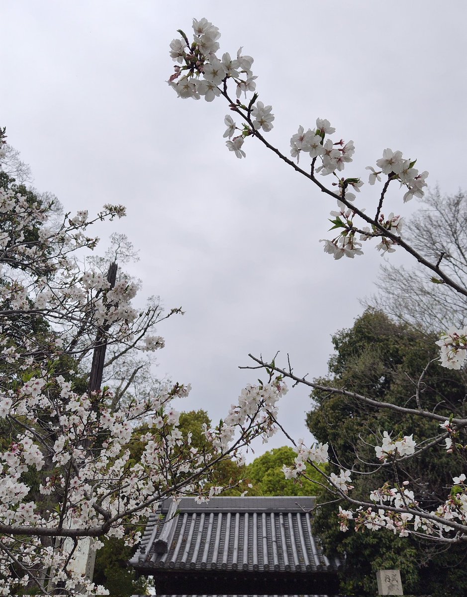 🌸たこちか🌸🐎☮️🇺🇦☮️ tweet media