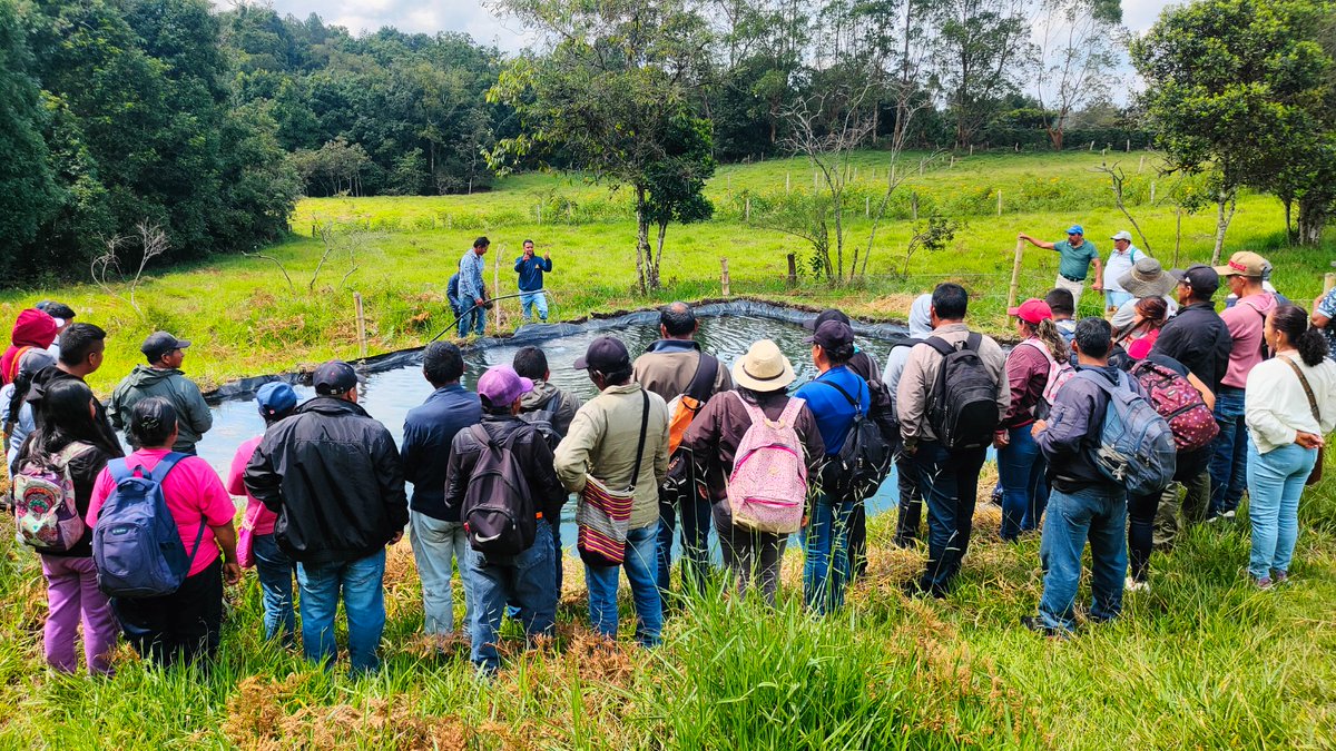 ICACOLOMBIA's tweet photo. En la vereda La Laguna, la finca Villa Belén abrió sus puertas para demostrar un modelo que cuida el bosque, protege el agua y dignifica la vida. 💚

Más de 40 campesinos, junto a entidades aliadas, recorrieron esta experiencia que inspira, basada en sistemas silvopastoriles, bioinsumos, reforestación y soberanía alimentaria.

Acompañamos este proceso como garantes de la sanidad, el bienestar animal y la inocuidad, impulsando que iniciativas como Villa Belén avancen hacia certificaciones que reconocen la productividad y la vida.

#ConDignidadCumplimos