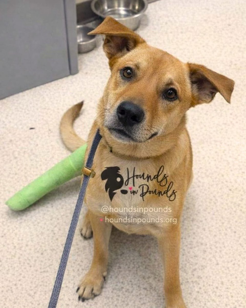 Hounds in Pounds tweet media