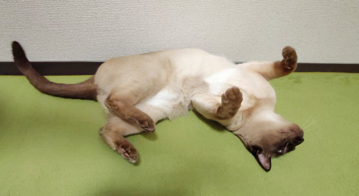 おはようございます🐾
昨晩のモチモチなキスケです。