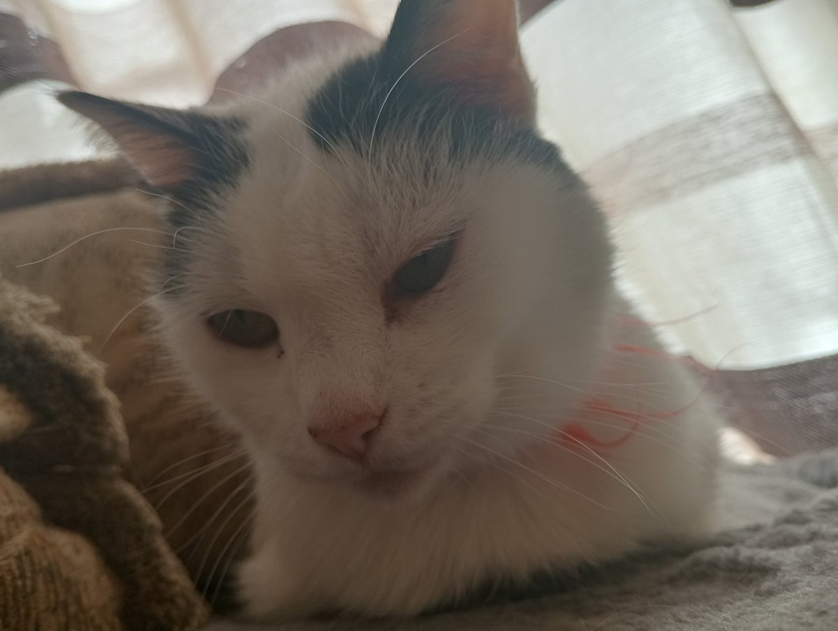 Linkeago tweet media