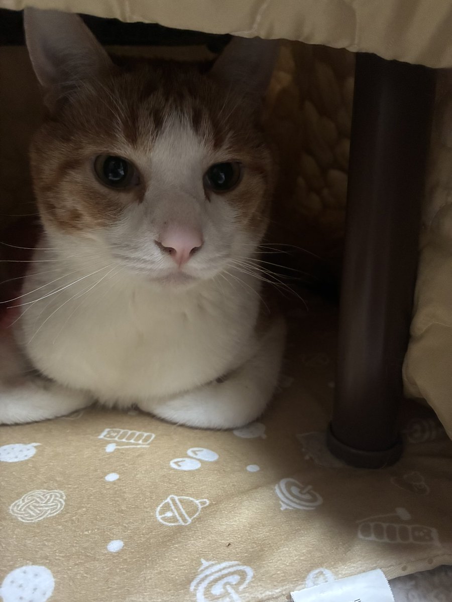 凌=atory tweet media