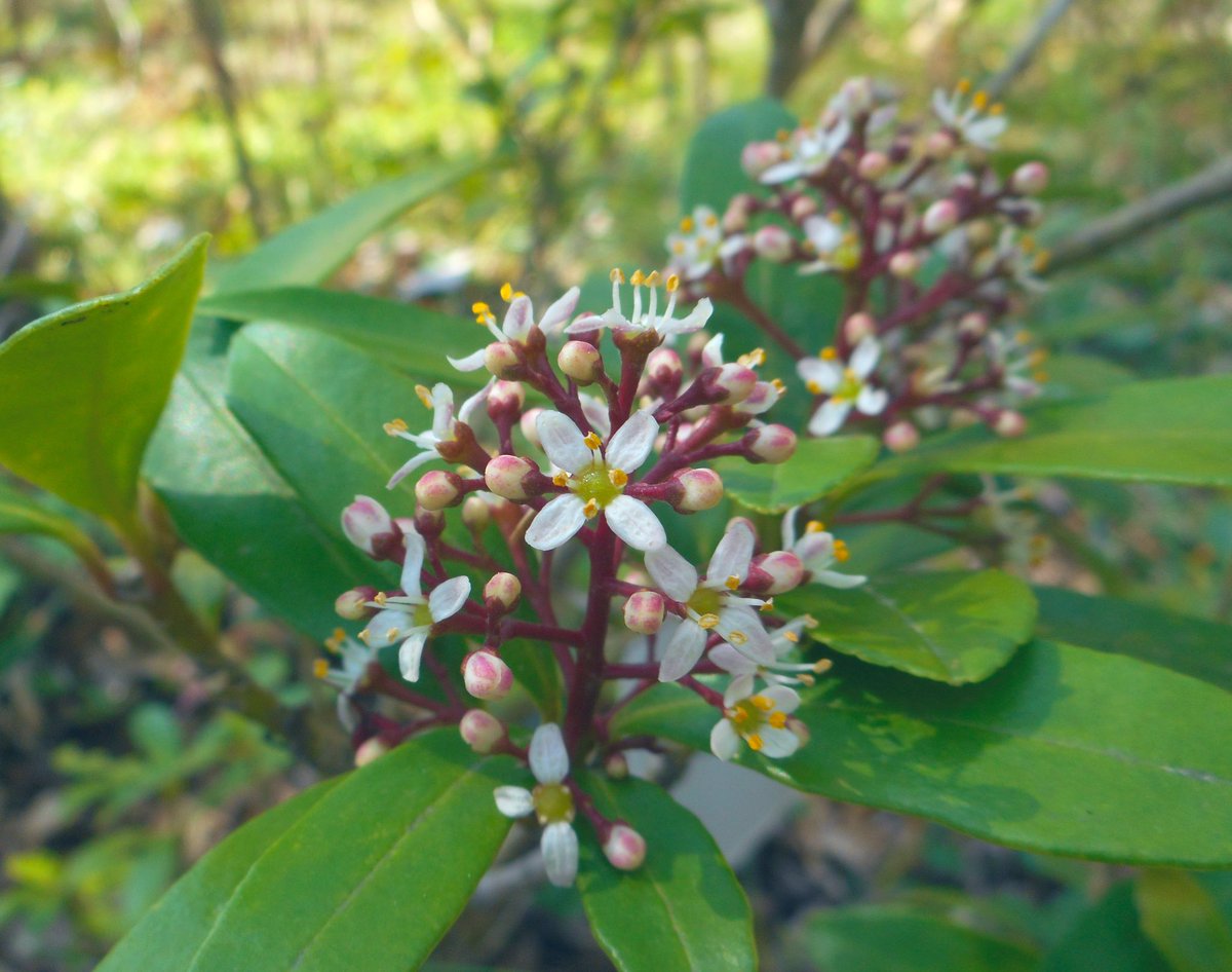 なからぎの森の木の精bot tweet media