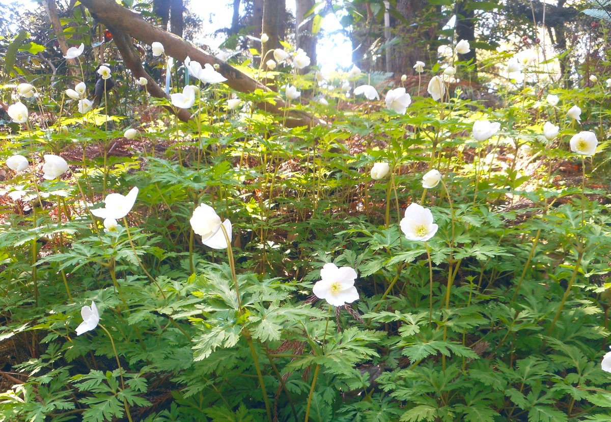 なからぎの森の木の精bot tweet media