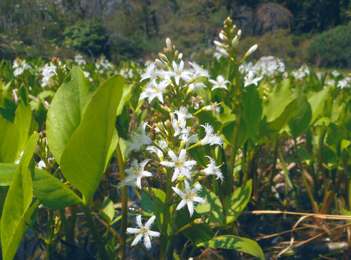 なからぎの森の木の精bot tweet media