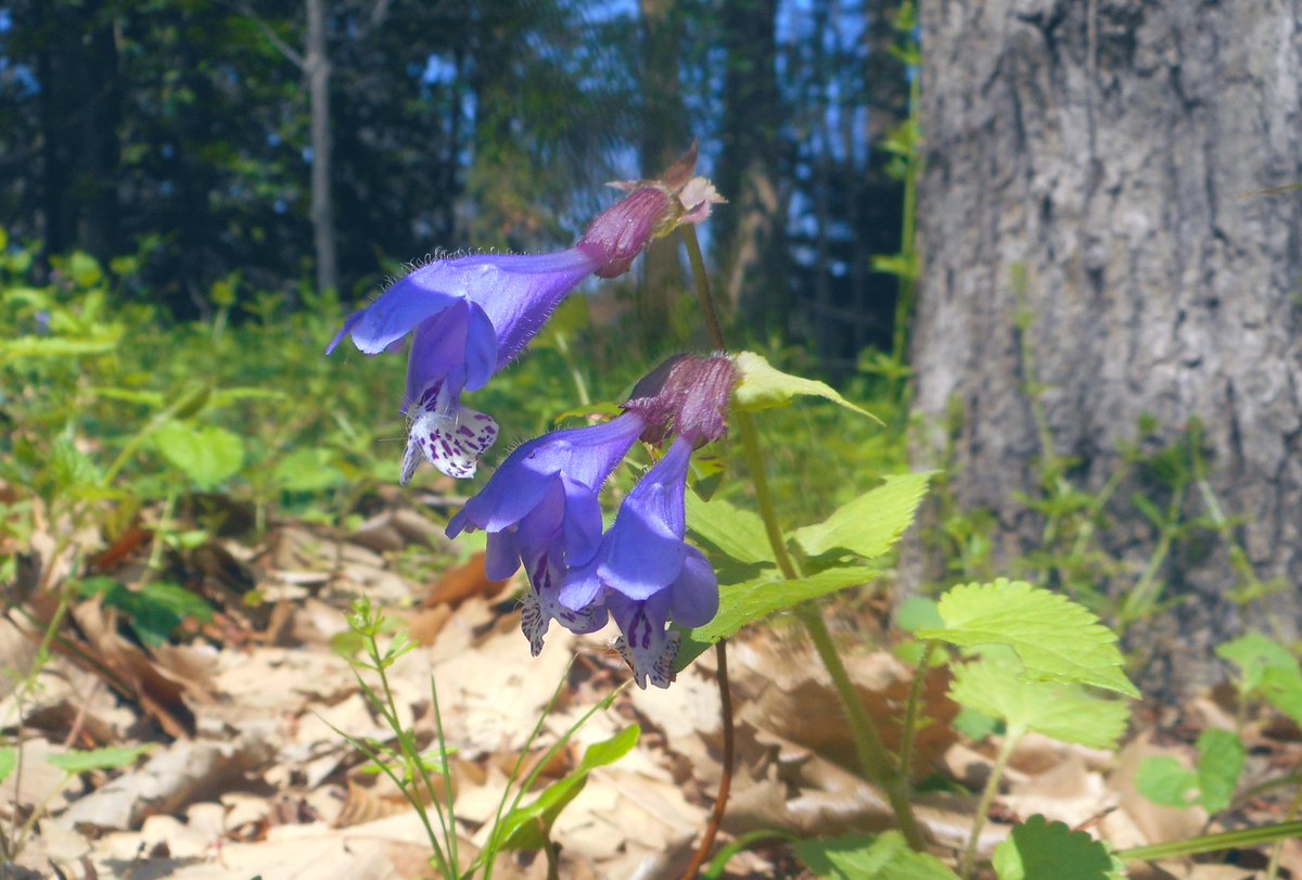 なからぎの森の木の精bot tweet media