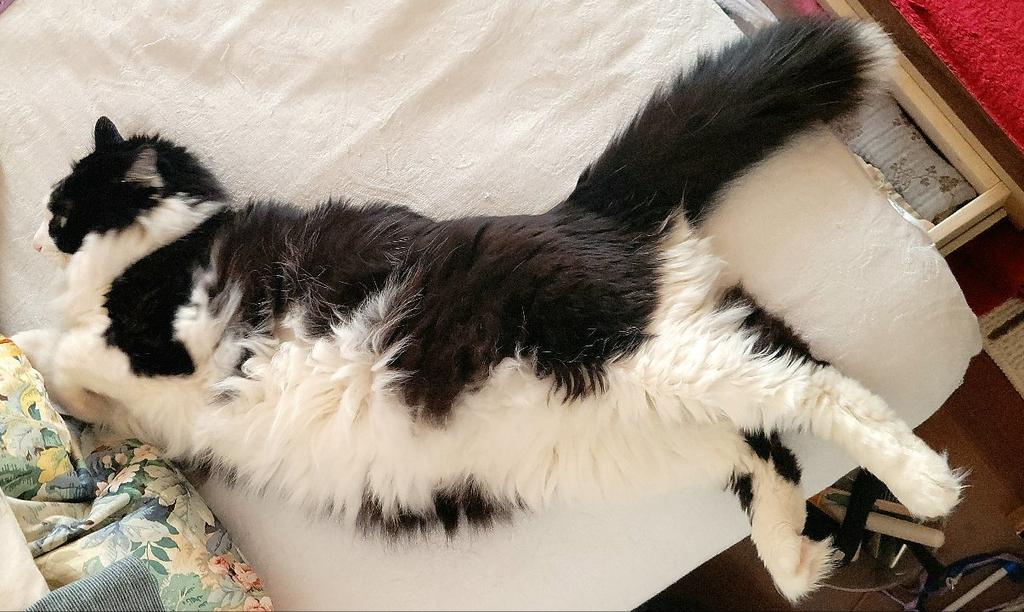 サイマック😊 tweet media