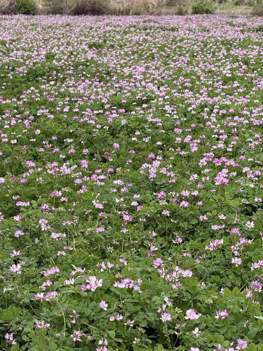 🎌🐳🐬🦀丹沢🍚鮎太郎🦐🐠🐋🎌 tweet media