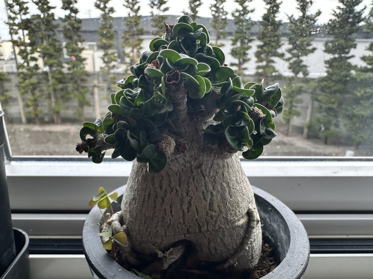 茶々丸#1 tweet media