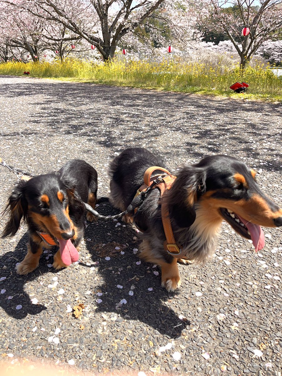 老犬ダックスジェットお空の上から tweet media
