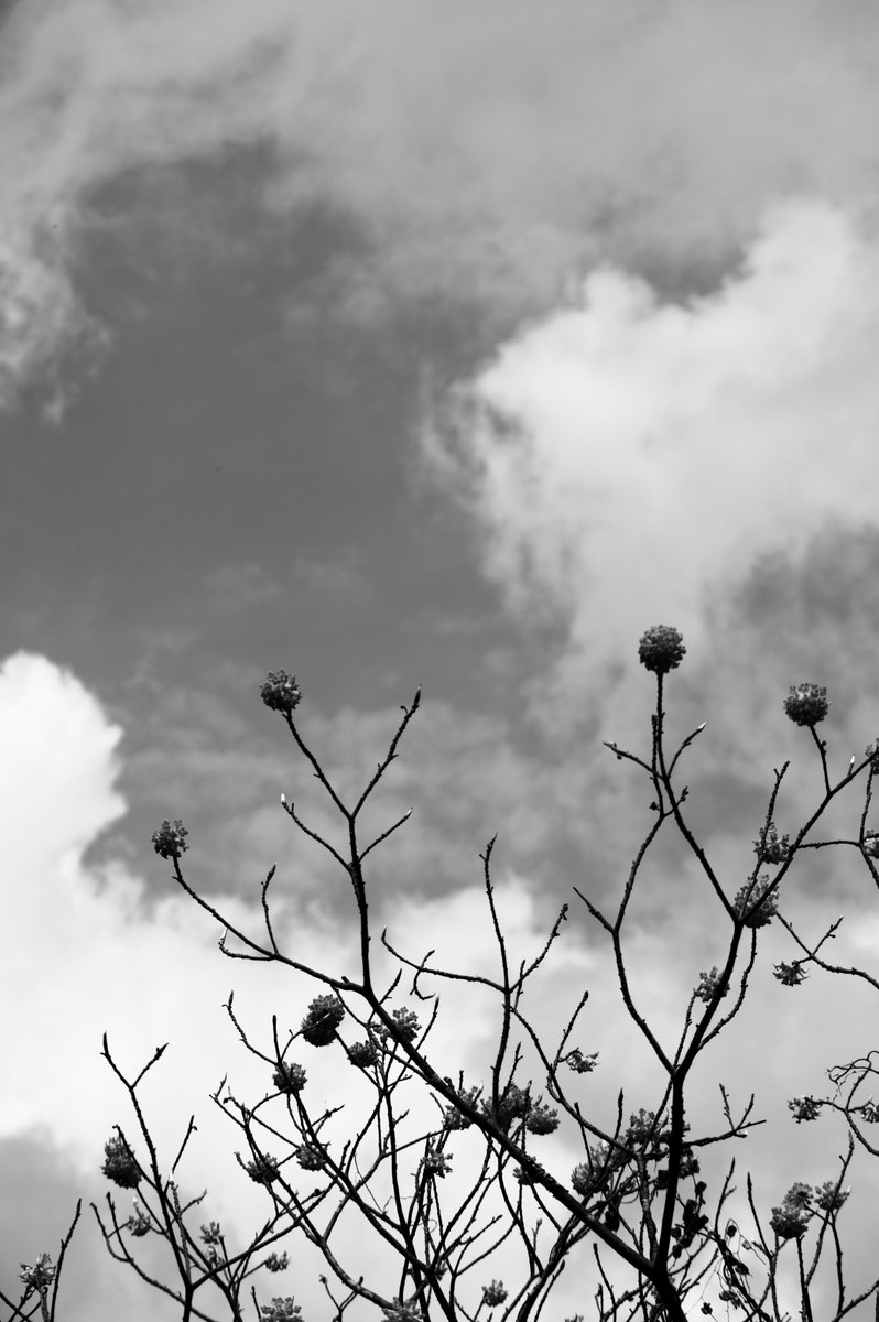 タルシエル tweet media