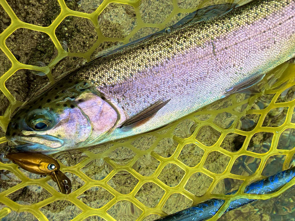 ポンテーン tweet media