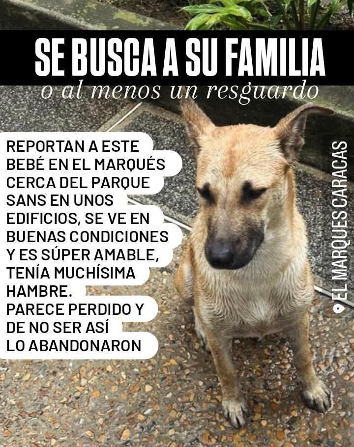 URGE resguardo para este pequeño que se presume está EXTRAVIADO