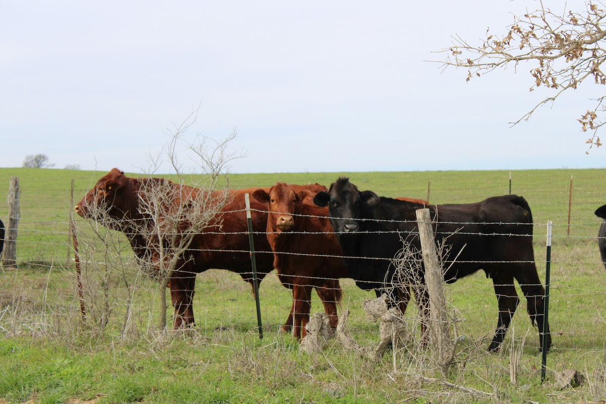 Partnerscapes's tweet photo. Have you heard about New World Screwworm yet?? US ban on Mexican cattle threatens Southwest beef businesses https://t.co/ztaqBoS1RH

#Partnerscapes #PublicPrivate #WorkingLands #Ranchland #CollaborativeConservation #NativeGrasslands #RegenerativeRanching #WildlifeConservation https://t.co/FTzIFtUoqW