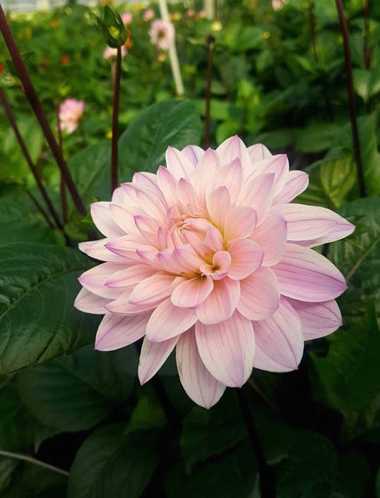Siempre tenga en cuenta que sus palabras y acciones pueden cambiar el día de cualquier persona para mejor. Feliz vida 😘🌸🦋🌷🍀 #Motivación de la Vida
Always keep in mind that your words and actions can change anyone’s day for the better.
Happy life 😘🌸🦋🌷🍀

#LifeMotivation