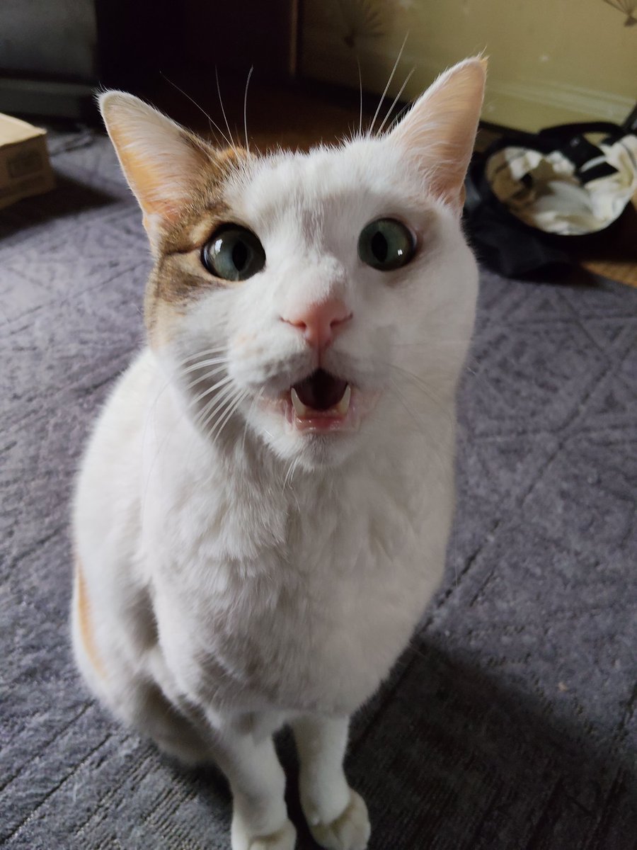 デューク tweet media