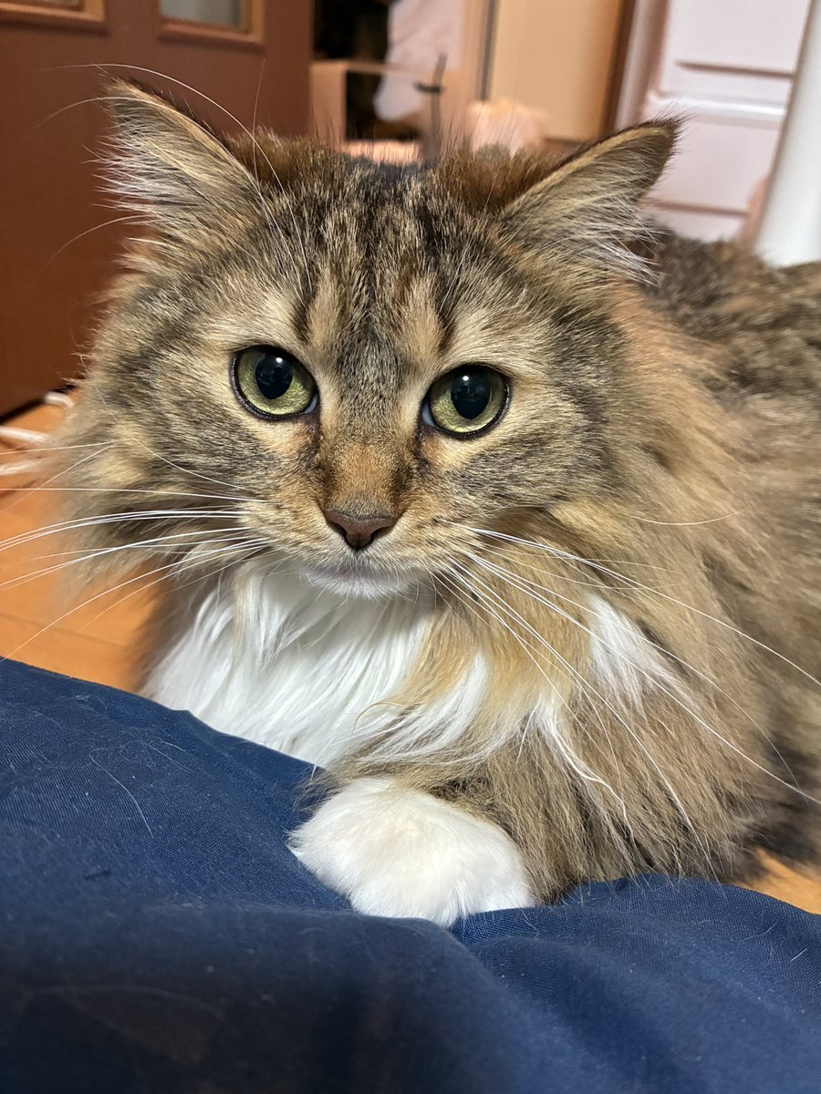 猫のノチェロ tweet media