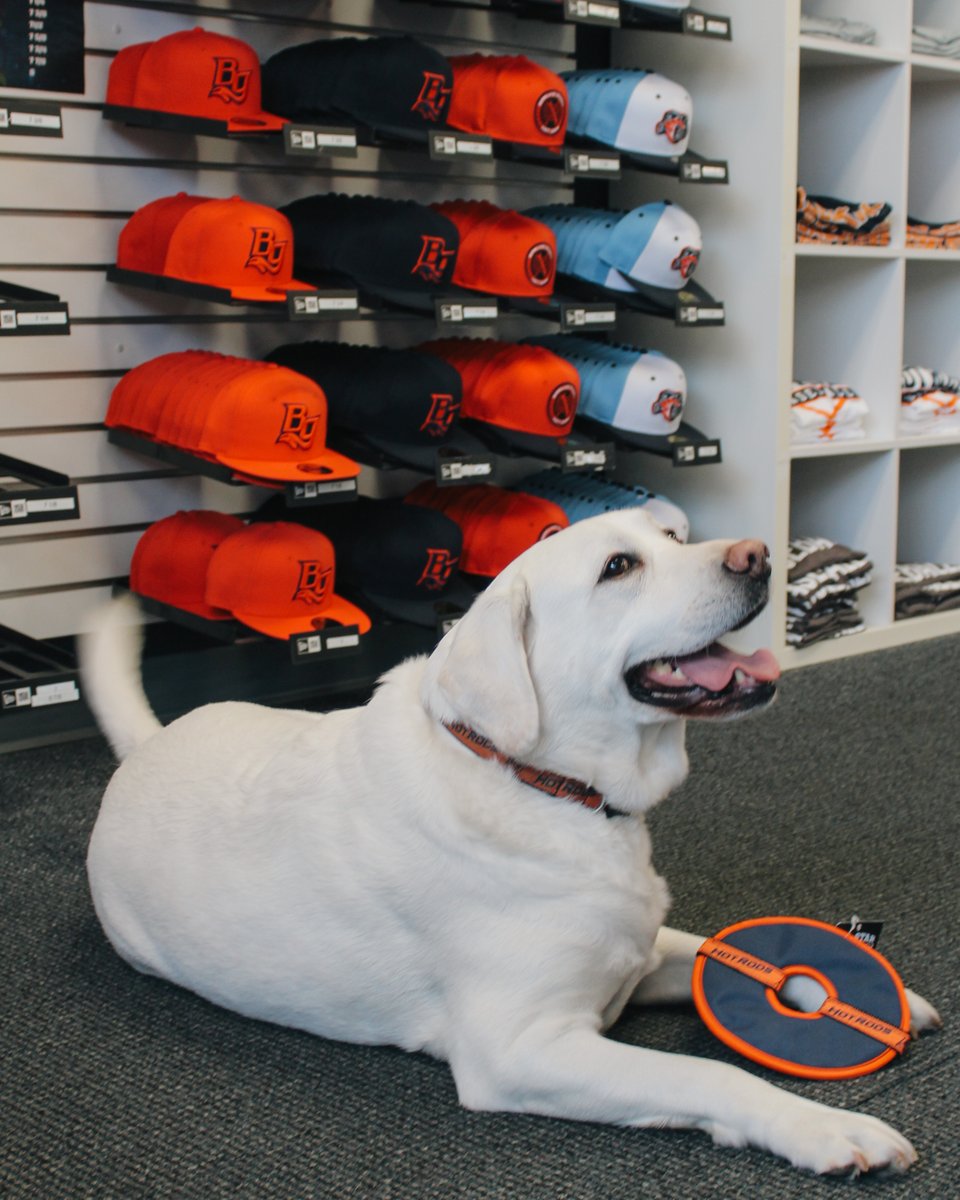 HotRodsTurbo's tweet photo. Turbo’s Tailwaggin’ Tuesdays are back TOMORROW! Stop by the store, grab some Hot Rods gear, and be just like me 😎

🎟️ : https://t.co/F7vq94tZm4

𝑴𝒆𝒓𝒄𝒉 🔗 : https://t.co/EJeDeuuRwv https://t.co/YWrtA5SABf