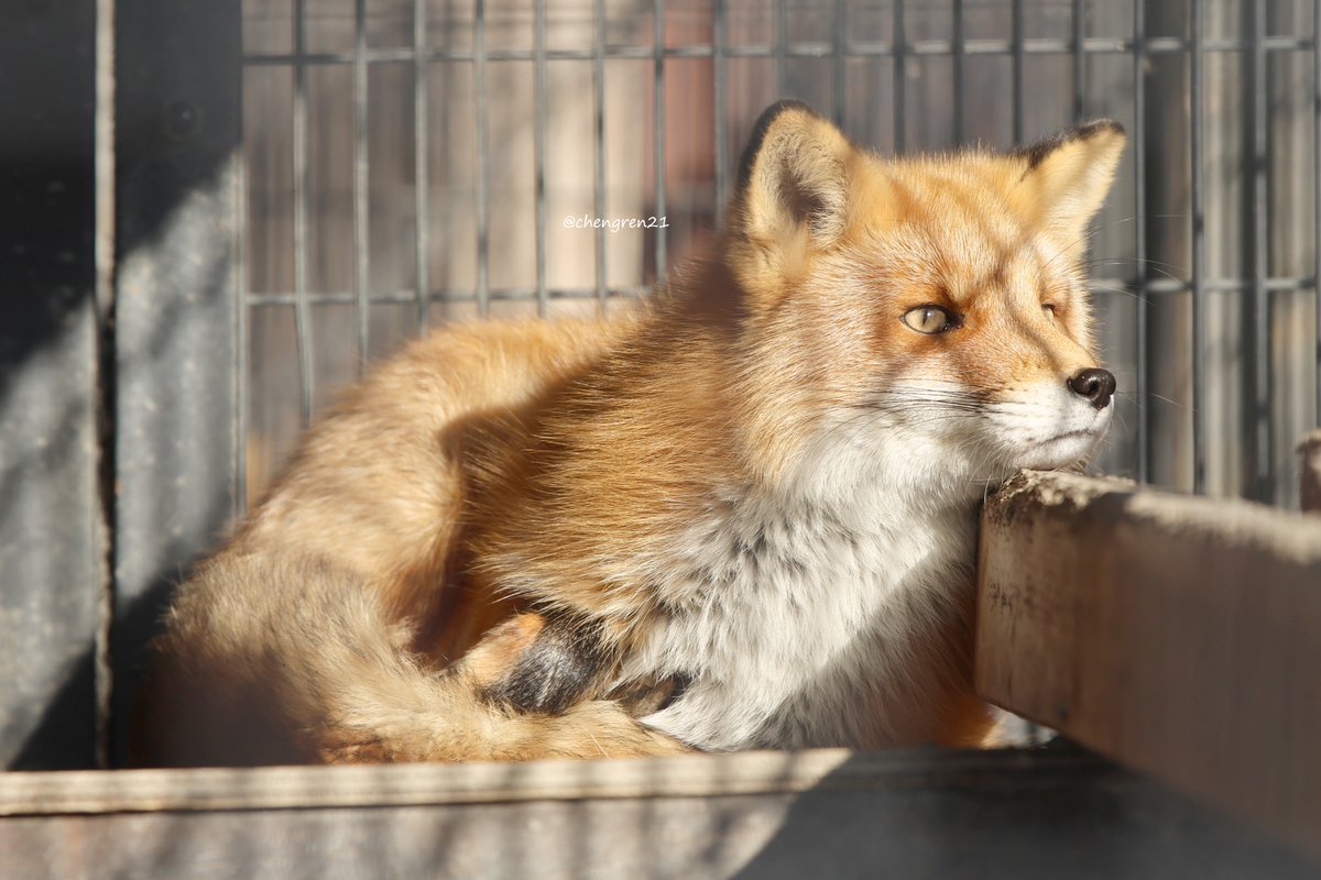 Cheng-Ren🦊🐺 tweet media