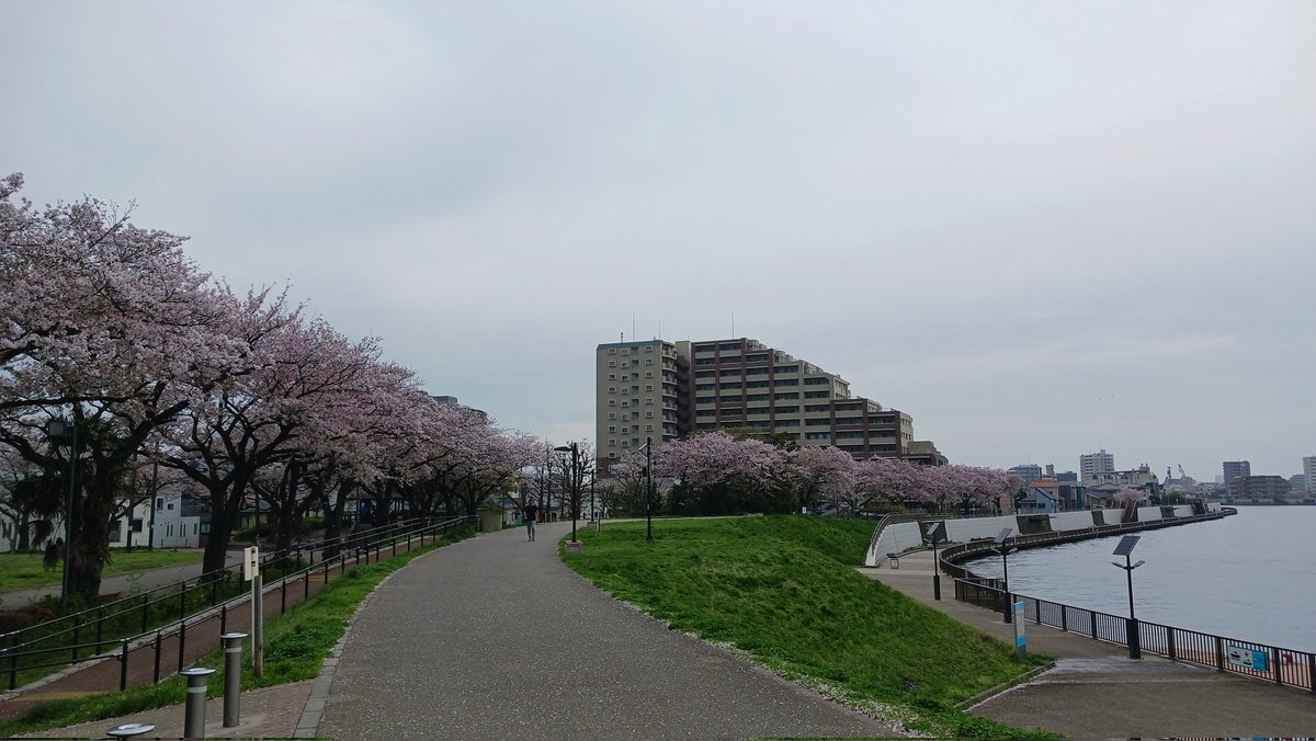datsuizonsho's tweet photo. おはようございます
曇ってるけど桜がきれい。
☁️→🌂　12℃／18℃
#葛飾区
#天気 https://t.co/yYlPtyJ37r