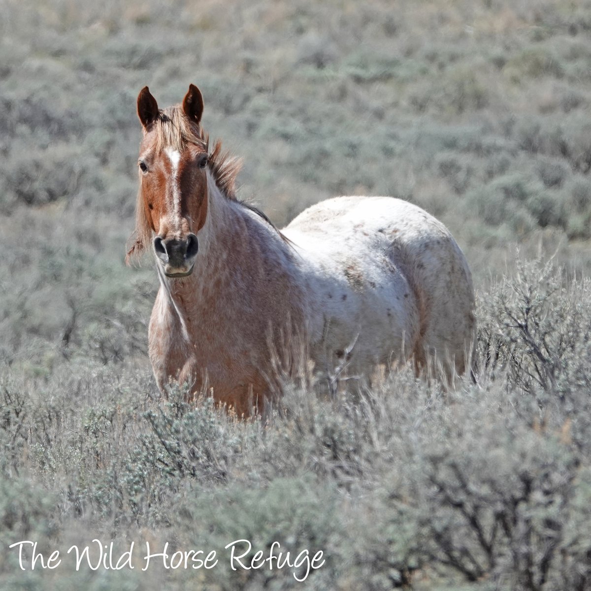 The Wild Animal Sanctuary tweet media