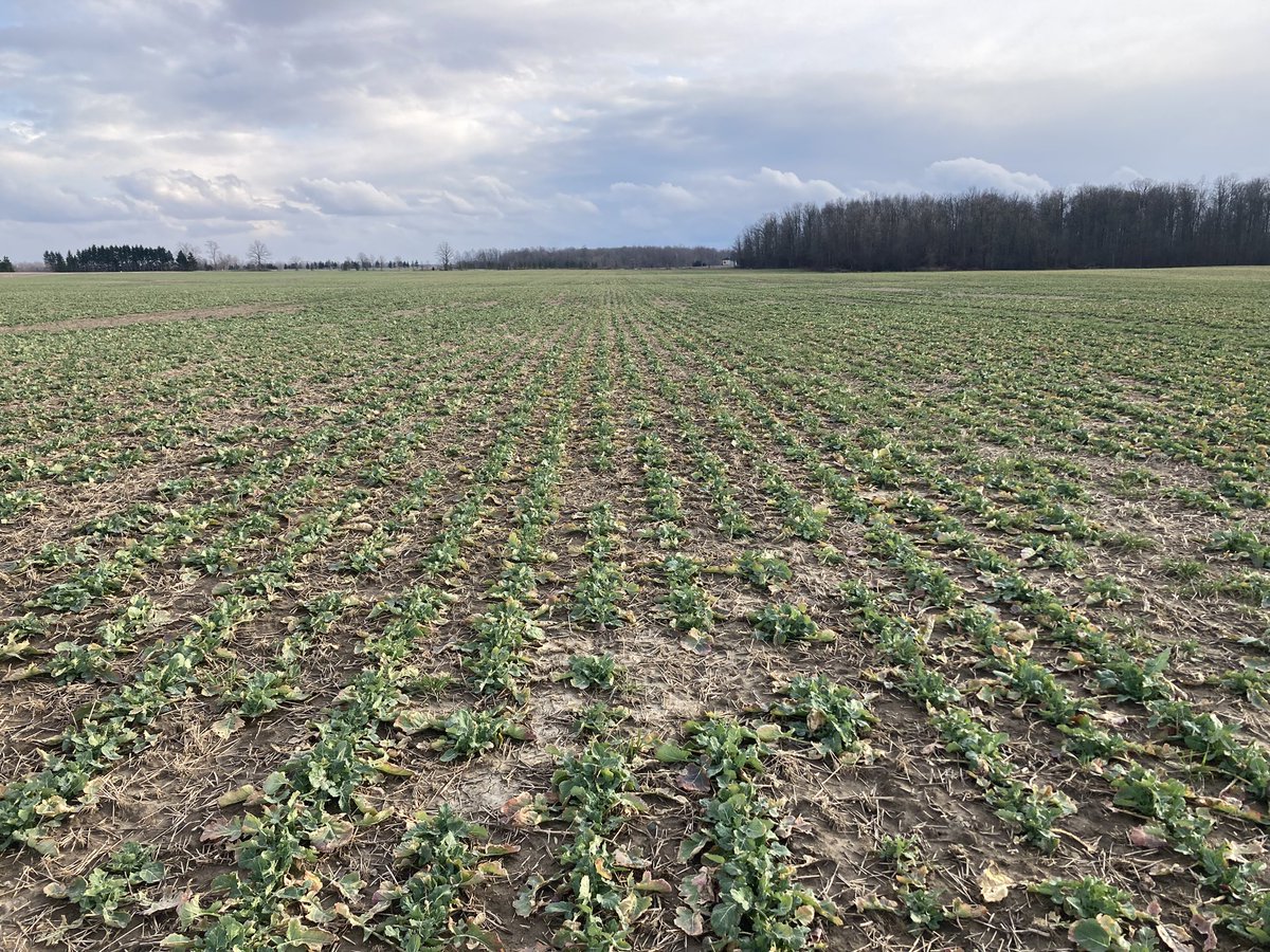 Lawrence McLachlan 🇨🇦 tweet media