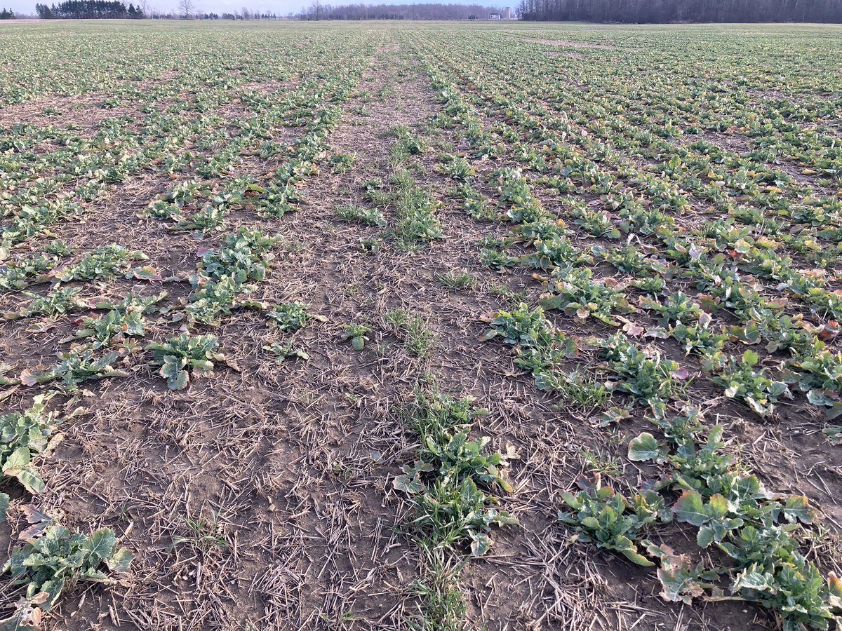 Lawrence McLachlan 🇨🇦 tweet media