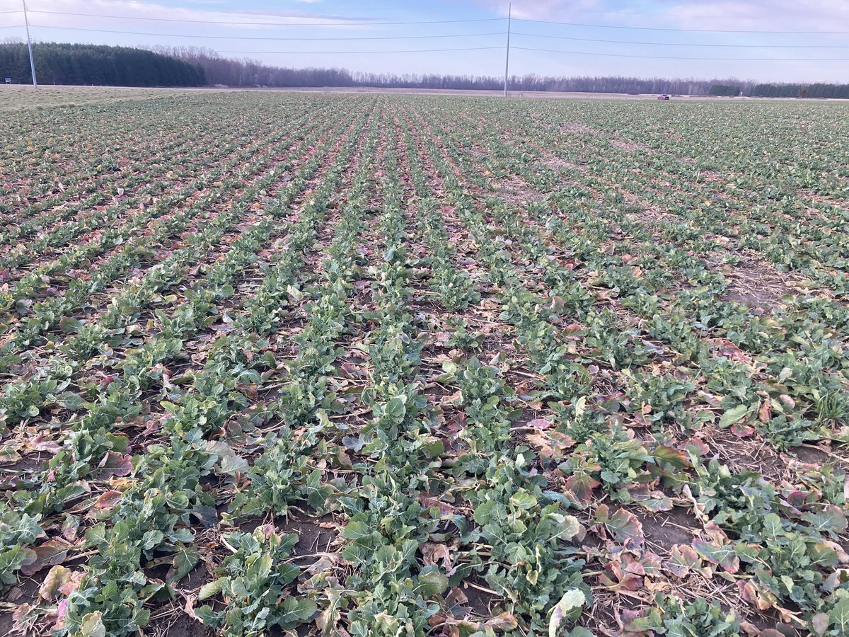 Lawrence McLachlan 🇨🇦 tweet media