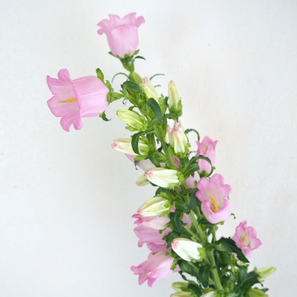 hanalabonote's tweet photo. まいにち切花図鑑💐
【カンパニュラ】

これから初夏にかけてよく出回るカンパニュラ。ほのかに香りがあり、切り分けて飾るのにも重宝します。

花言葉は『感謝』。これは母の日にもぴったりなのでは✨️ https://t.co/zvXyRMQdWe