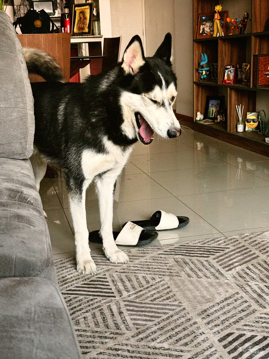 Locochon tweet media