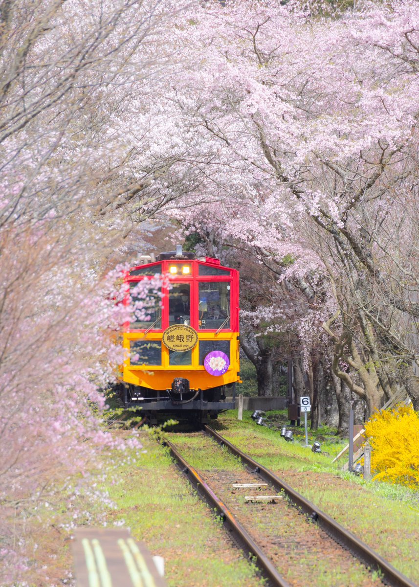 asagi_photo0921's tweet photo. 桜のトンネルに包まれる嵯峨野の春旅。 https://t.co/ZqTzouakOU