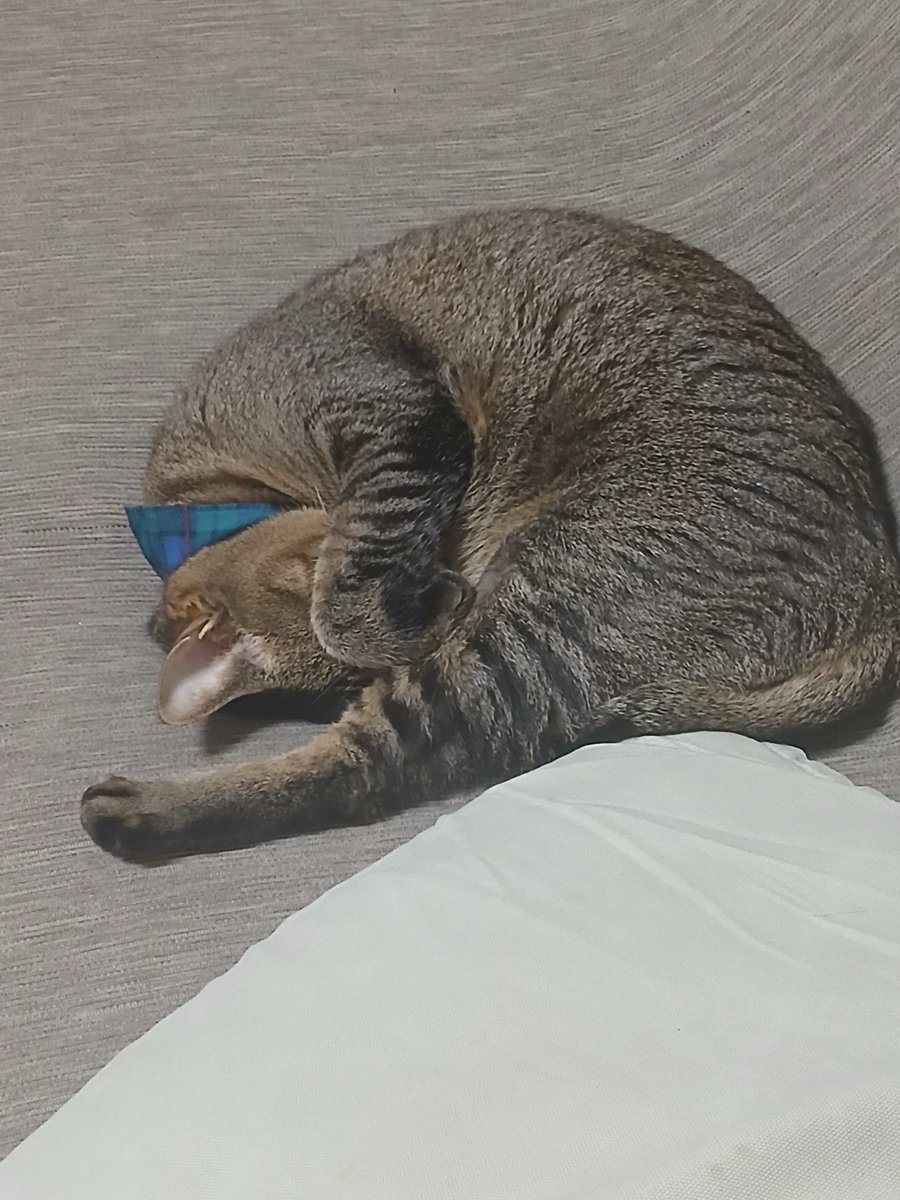 とうまくるみ🍋夢アドCiTRON tweet media