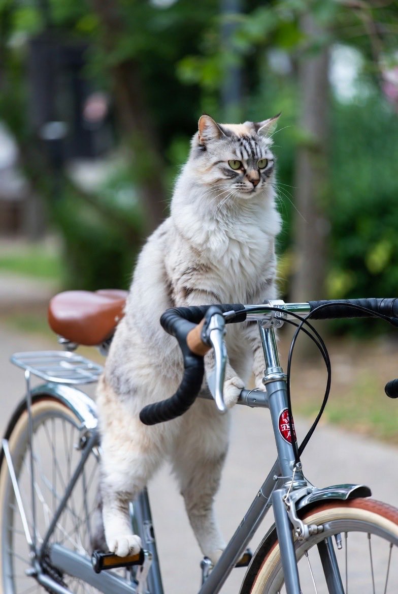 おはようございます！日本のみんなも電動自転車に乗りたいですよね？10 