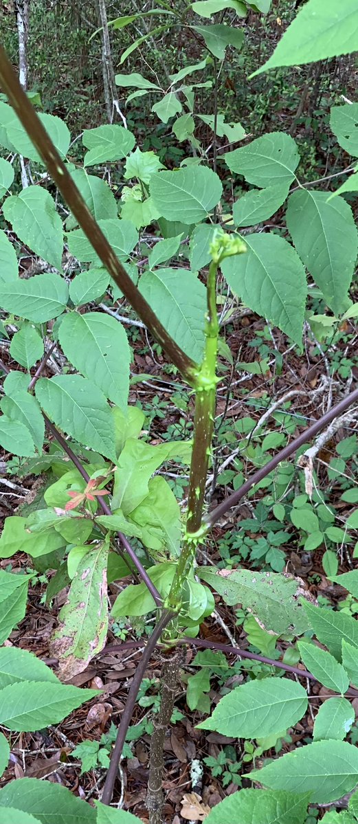 Will Duke tweet media